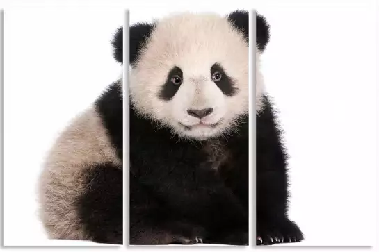 Bébé panda - photo noir et blanc animaux