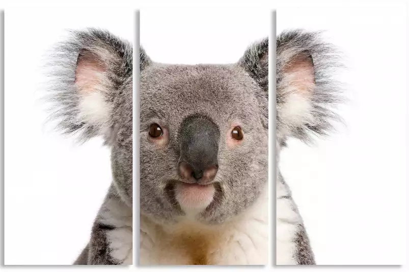 Bébé koala - photo noir et blanc animaux