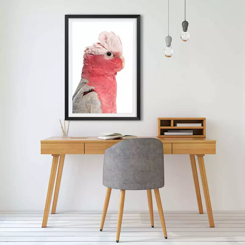 Rosealbin - poster perroquet