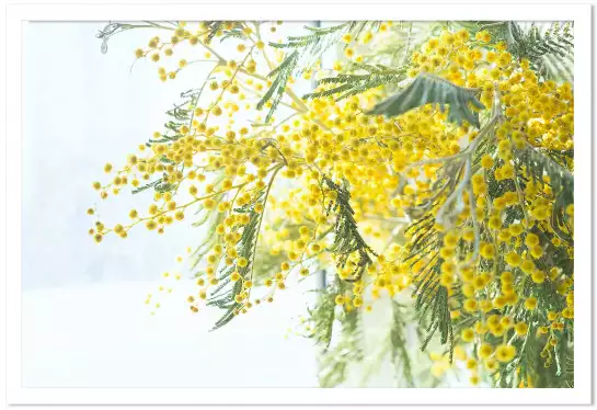 Mimosa - tableau plantes