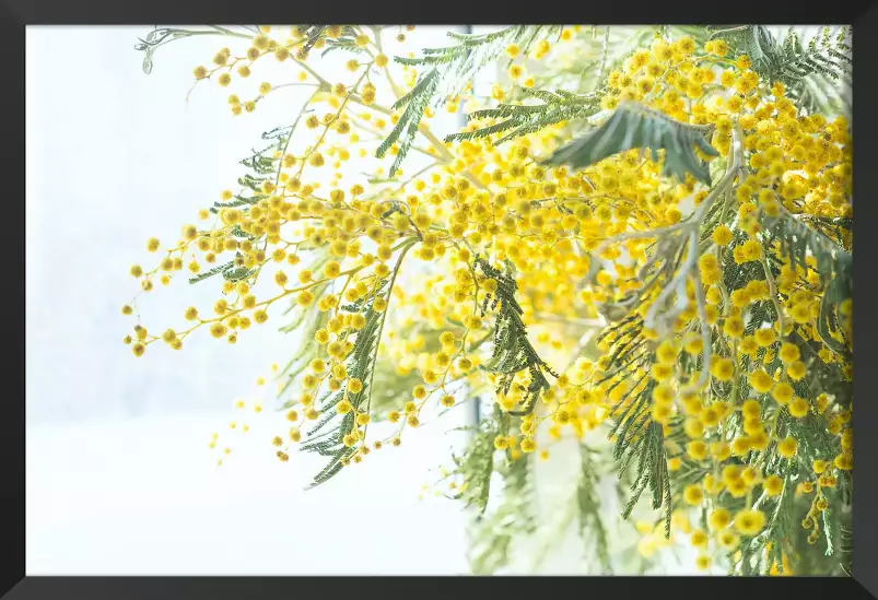 Mimosa - tableau plantes