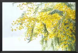 Mimosa - tableau plantes