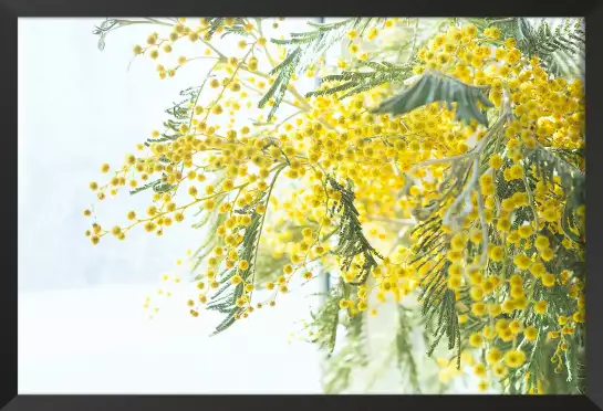 Mimosa - tableau plantes