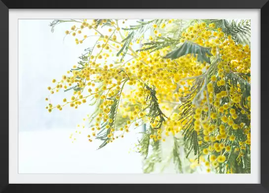 Mimosa - tableau plantes