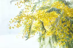 Mimosa - tableau plantes