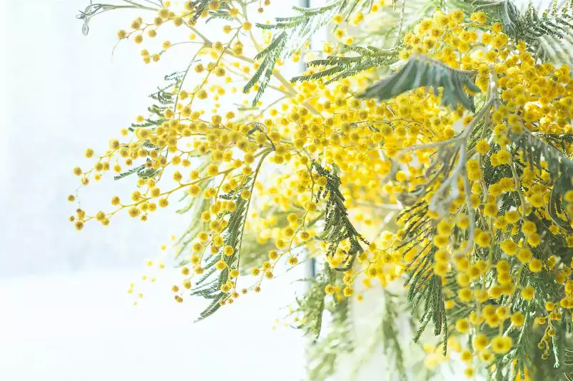 Mimosa - tableau plantes