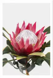 Protea - tableau fleur