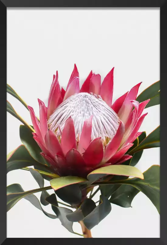 Protea - tableau fleur