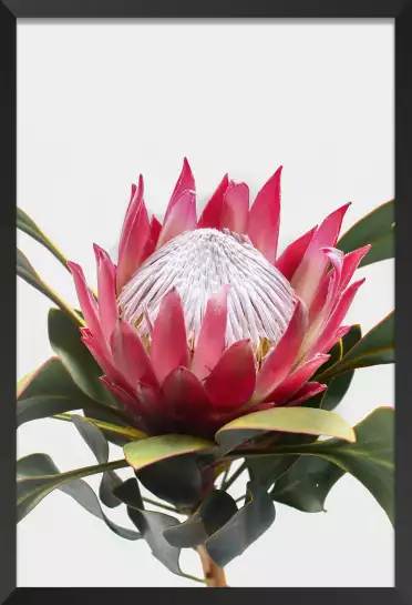 Protea - tableau fleur