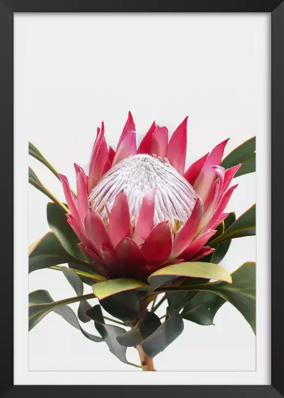 Protea - tableau fleur