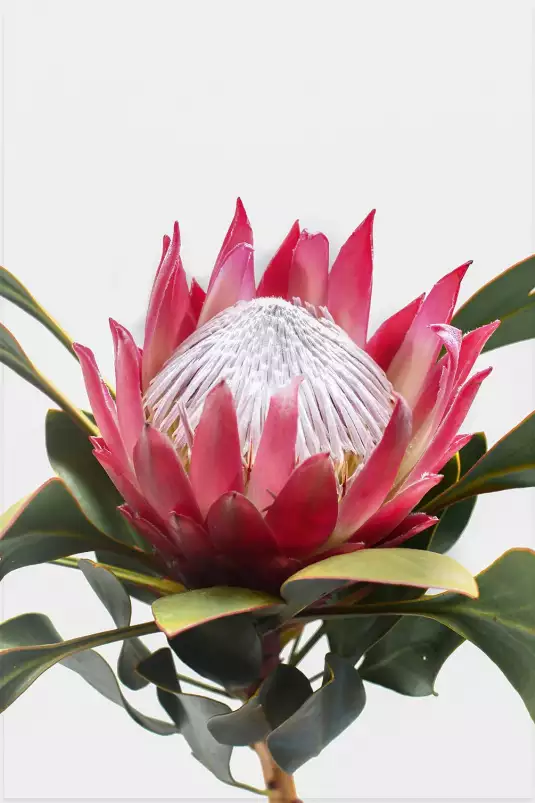 Protea - tableau fleur
