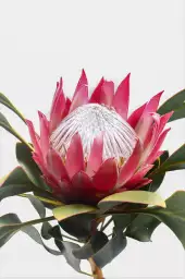 Protea - tableau fleur