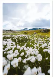 Fleur d'alpage - paysages été