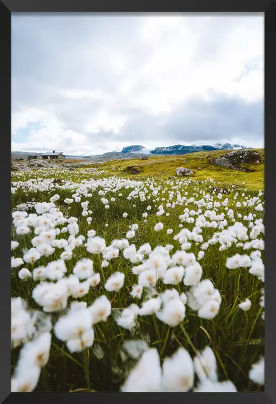 Fleur d'alpage - paysages été