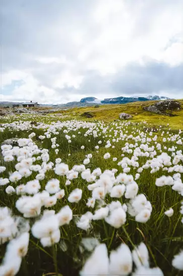 Fleur d'alpage - paysages été