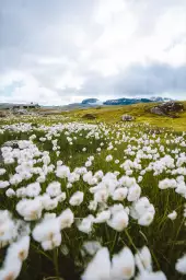 Fleur d'alpage - paysages été