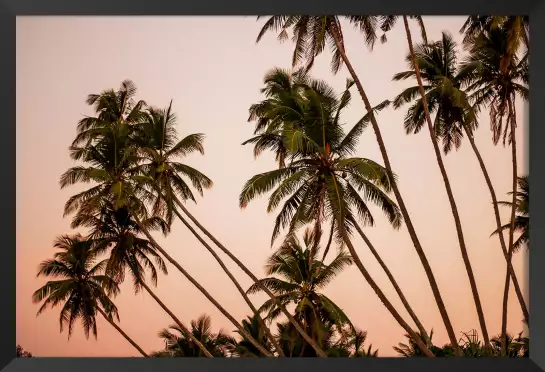 Coconut sunset - affiche palmier