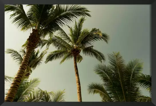 Tronc palmier - affiche palmier