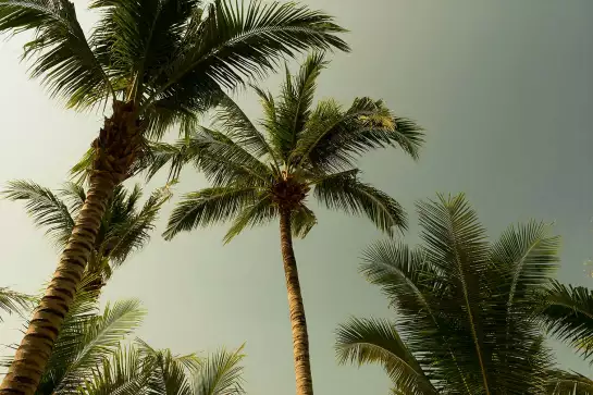 Tronc palmier - affiche palmier