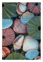 Coquilles bleues - tableau bord de mer