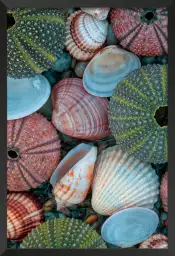 Coquilles bleues - tableau bord de mer