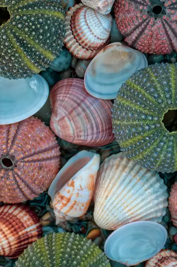 Coquilles bleues - tableau bord de mer