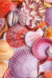 Coquilles rouges - tableau bord de mer