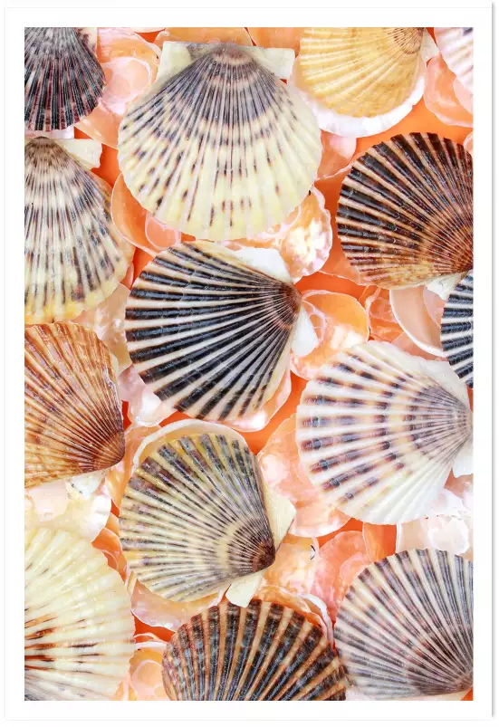 Coquilles orange - tableau bord de mer