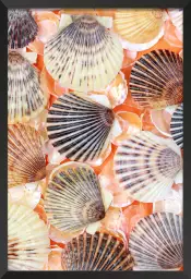 Coquilles orange - tableau bord de mer