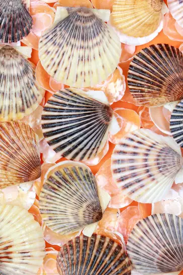 Coquilles orange - tableau bord de mer