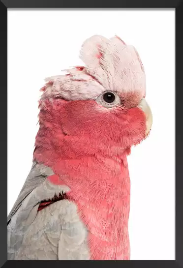 Rosealbin - poster perroquet
