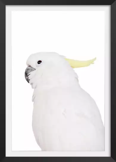 Parrot blanc - poster perroquet