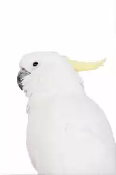 Parrot blanc - poster perroquet
