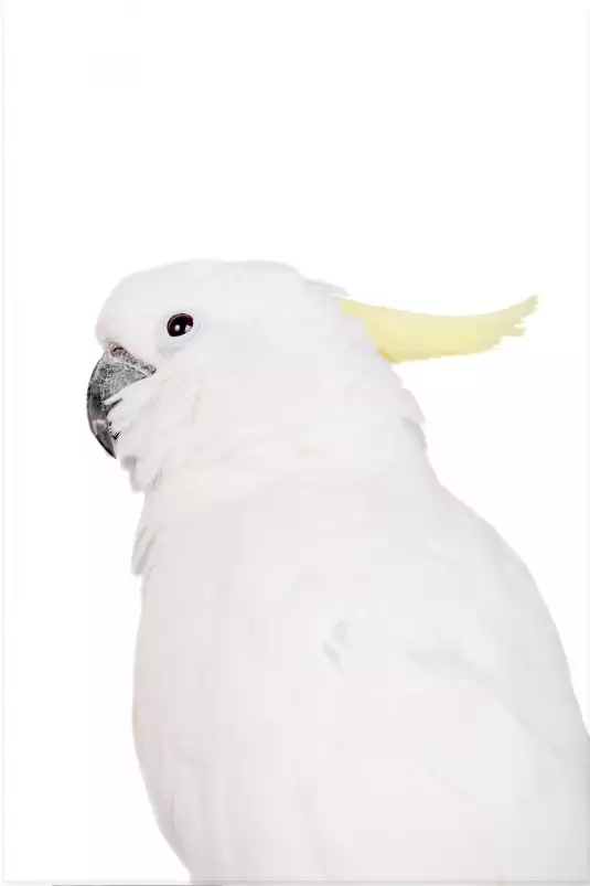 Parrot blanc - poster perroquet