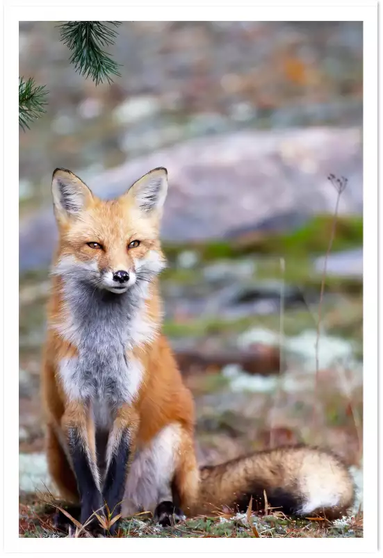 Renardeau - affiche animaux