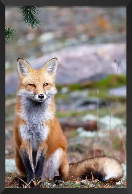 Renardeau - affiche animaux