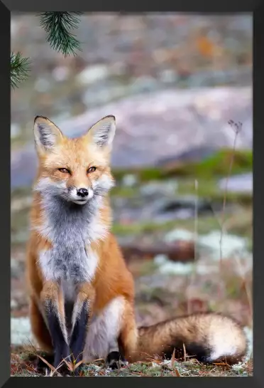 Renardeau - affiche animaux