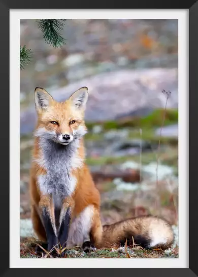 Renardeau - affiche animaux