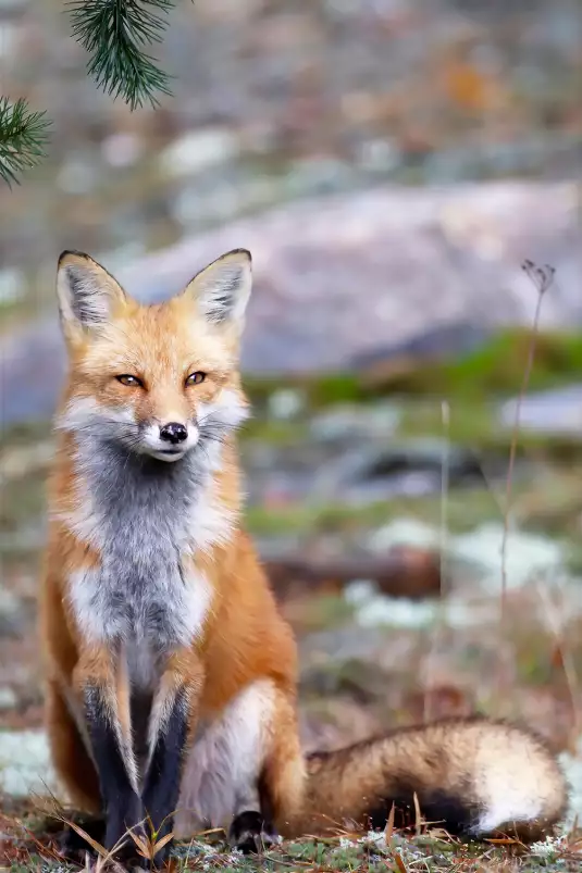 Renardeau - affiche animaux