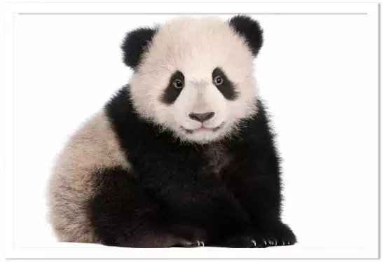 Bébé panda - photo noir et blanc animaux