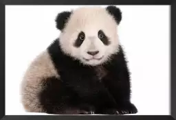 Bébé panda - photo noir et blanc animaux