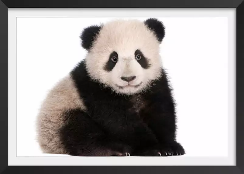 Bébé panda - photo noir et blanc animaux