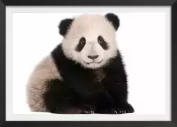 Bébé panda - photo noir et blanc animaux