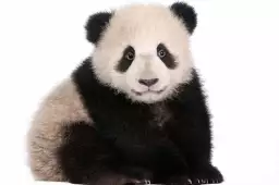 Bébé panda - photo noir et blanc animaux