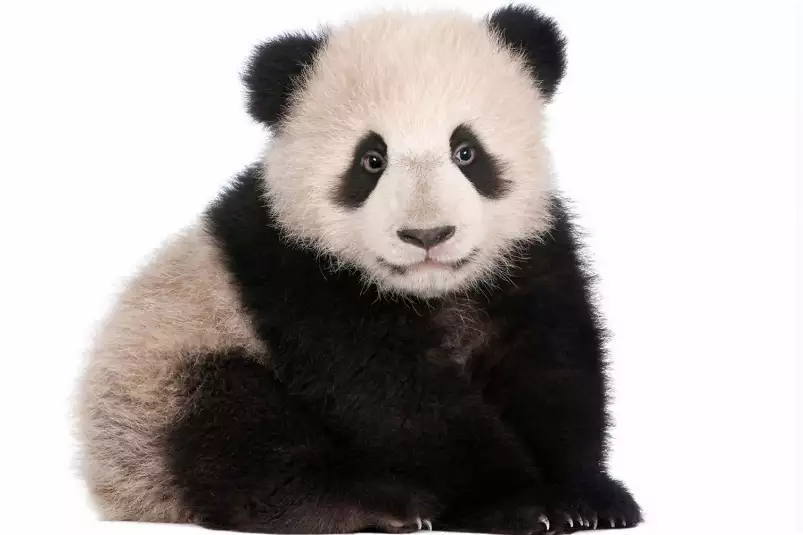 Bébé panda - photo noir et blanc animaux