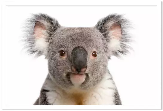 Bébé koala - photo noir et blanc animaux