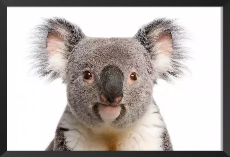 Bébé koala - photo noir et blanc animaux