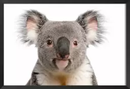 Bébé koala - photo noir et blanc animaux