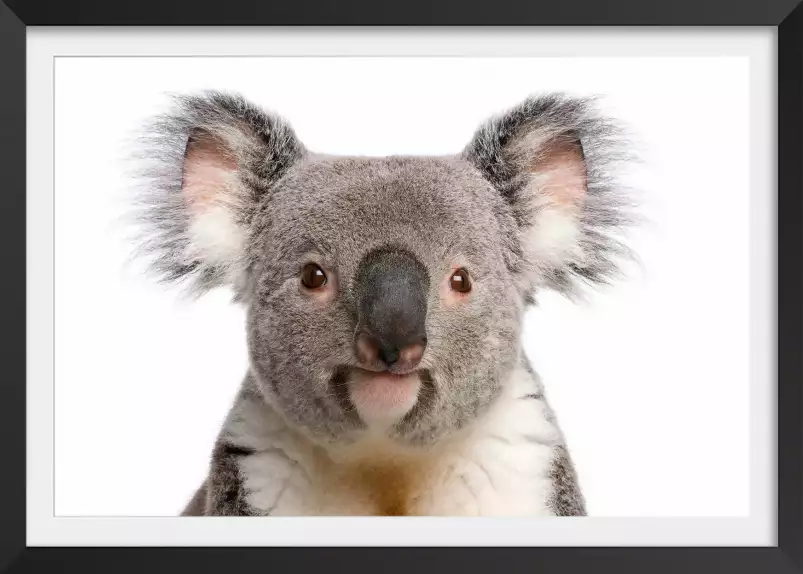 Bébé koala - photo noir et blanc animaux