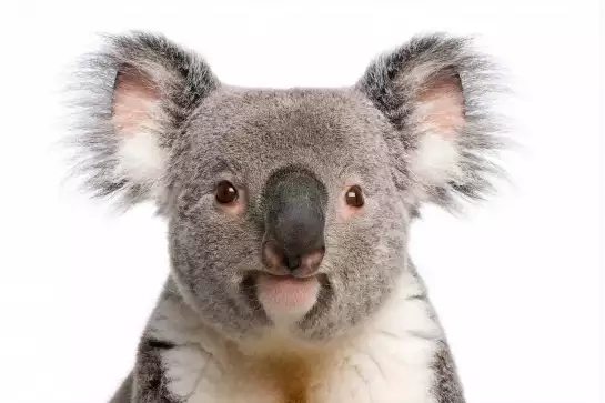 Bébé koala - photo noir et blanc animaux